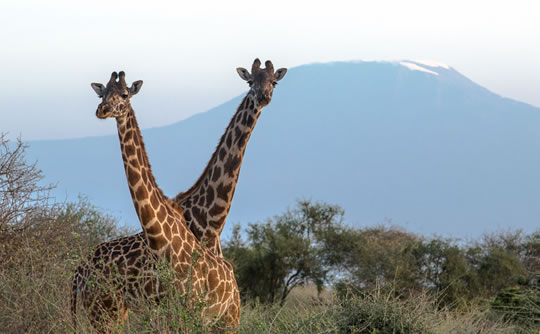 Giraffes against the background of Mount Kilimanjaro in Amboseli National Park